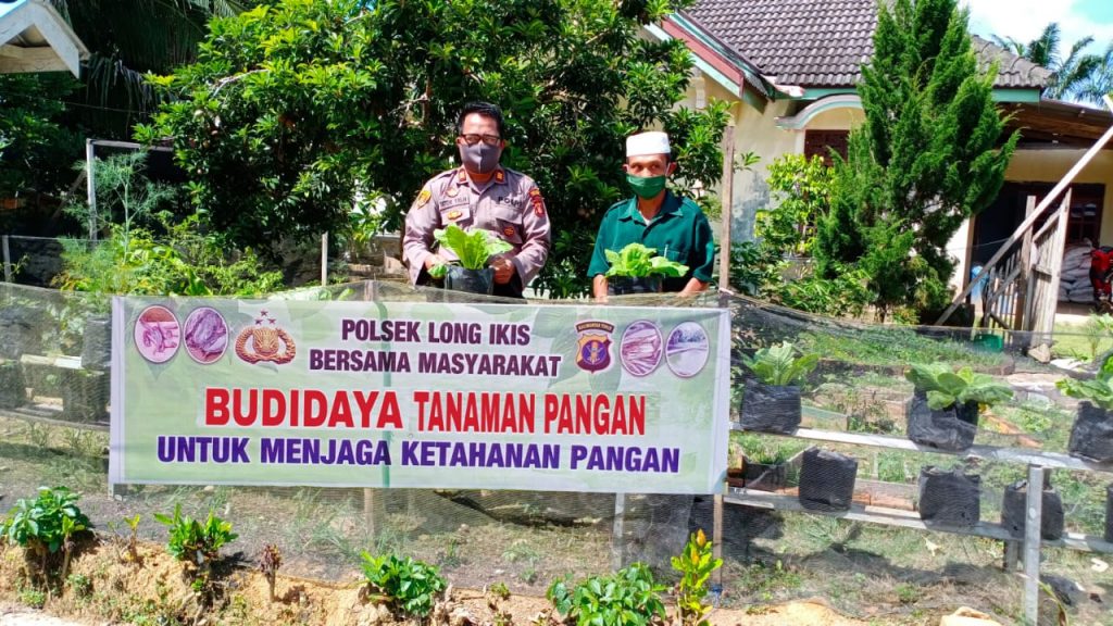 Dukung Ketahanan Pangan Ditengah Pandemi Covid-19, Polsek Longikis Budidaya Ikan Lele dan Sayuran 1 10