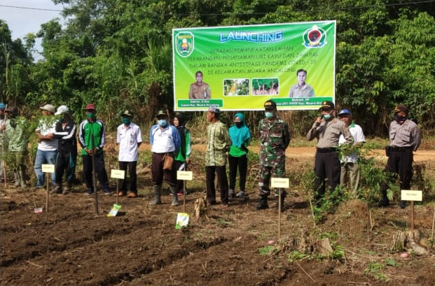 Jaga Ketahanan Pangan Selama Covid-19, Kapolsek Muara Ancalong Polres Kutim Lounching Penanaman Jagung dan Ubi Kayu 21