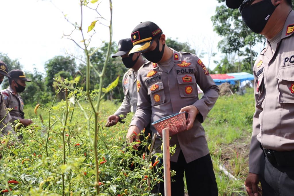 Wujudkan Ketahanan Pangan Ditengah Pandemi Covid-19, Polsek Samarinda Kota Budidayakan Ikan dan Sayuran 5 6