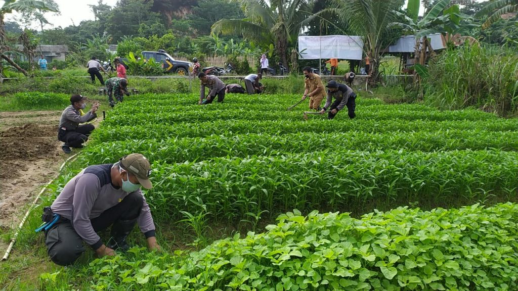 Wujudkan Ketahanan Pangan Ditengah Pandemi Covid-19, Polresta Samarinda Budidayakan Ikan dan Sayuran 8 5