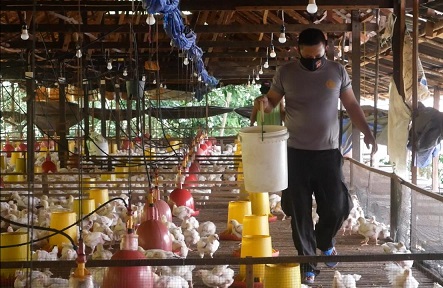 Dukung Ketahanan Pangan, Polres Bontang Ternak Ayam Potong WhatsApp Image 2020 06 10 at 16.45.13