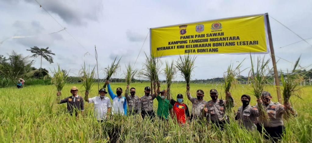 Program Ketahanan Pangan Kampung Tangguh Nusantara, Polres Bontang Gelar Panen Raya Padi Sawah 4 2