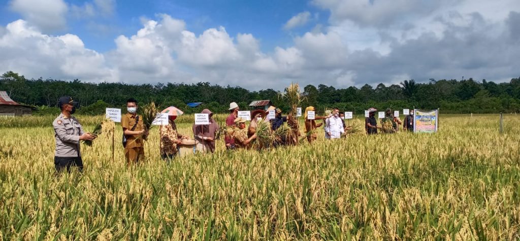 Dukung Ketahanan Pangan di Masa Pandemi Covid-19, Polsek Sungai Pinang Hadiri Panen Raya di Kelurahan Budaya Pampang 10