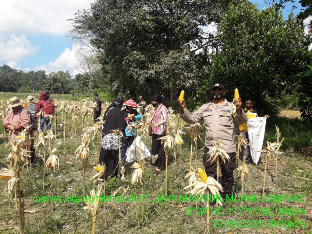 Pastikan Ketahanan Pangan Ditengah Pandemi, Bhabinkamtibmas Lempake Hadiri Panen Raya Bersama Kelompok Tani Jaya Makmur 3 1