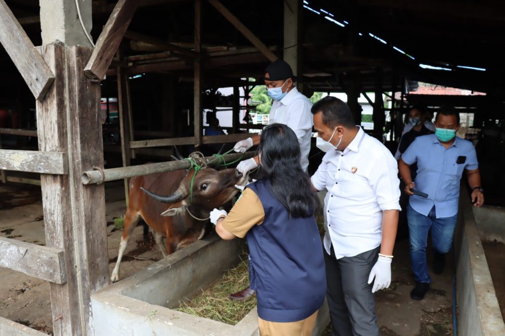 Stop Penyebaran Penyakit Mulut dan Kuku, Tim Gabungan Polres Kubar dan Dinas Peternakan Cek Kesehatan Hewan WhatsApp Image 2022 05 31 at 11.39.47
