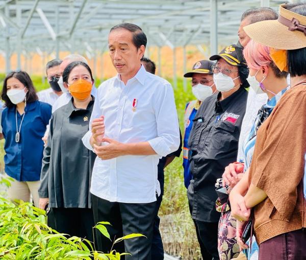 Tinjau Persemaian Mentawir, Jokowi Paparkan Upaya Nyata Penataan Lingkungan di IKN Nusantara c987e persemaian mentawir