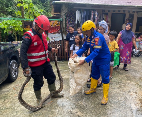 Gerak Cepat, Personil Batalyon A Sat Brimob Polda Kaltim Amankan Ular Pyhton Sepanjang 3 Meter Saat Hujan Deras di Balikpapan WhatsApp Image 2024 08 10 at 06.22.45