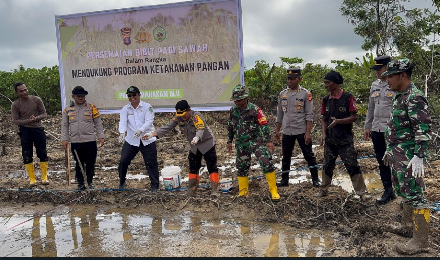 Mendorong Ketahanan Pangan: Polres Mahakam Ulu Gelar Penanaman, Penyemaian, dan Panen Padi Bersama Masyarakat WhatsApp Image 2024 10 30 at 17.39.33