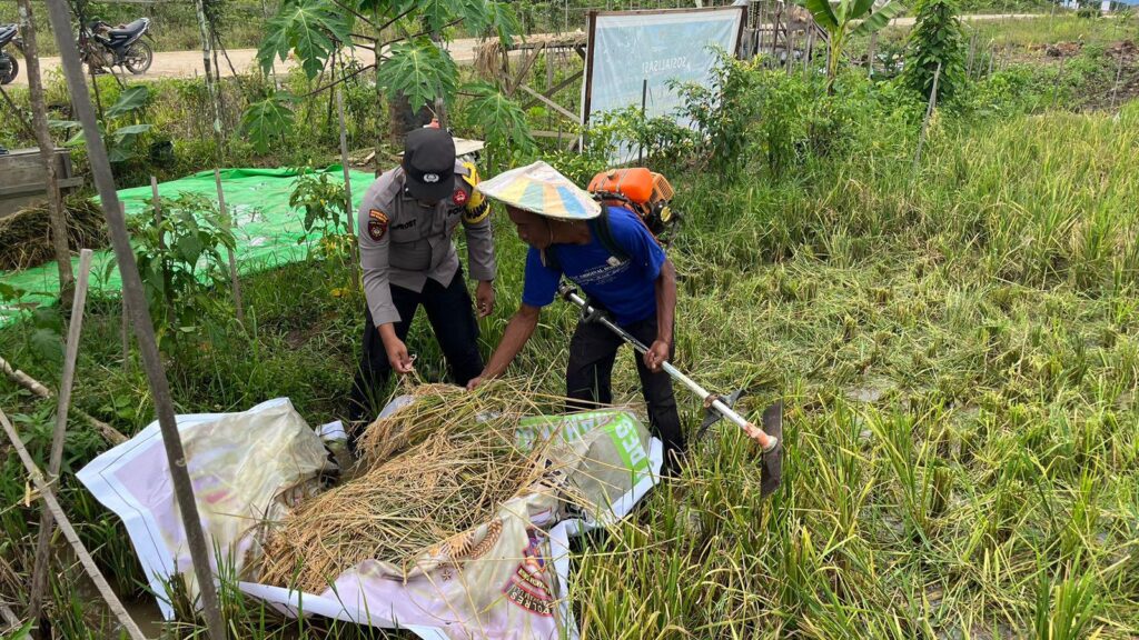 Bhabinkamtibmas Kampung Ujoh Bilang Tinjau Lahan Ketahanan Pangan Milik Masyarakat, Dukung Program Asta Cita Presiden RI WhatsApp Image 2024 11 06 at 12.59.53