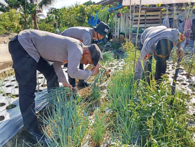 Polsek Tanjung Harapan Dukung Penuh Program Asta Cita Presiden RI dengan Memanfaatkan Lahan Untuk Digunakan Ketahanan Pangan Nasional di Kec.Tanjung Harapan WhatsApp Image 2024 11 14 at 12.02.09
