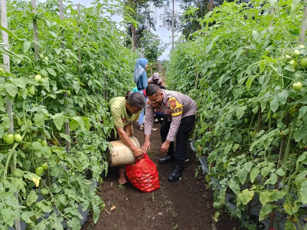 Bhabinkamtibmas Polsek Barong Tongkok Sambangi Petani Panen Tomat, Dukung Ketahanan Pangan WhatsApp Image 2025 02 09 at 13.05.36 afc55d08
