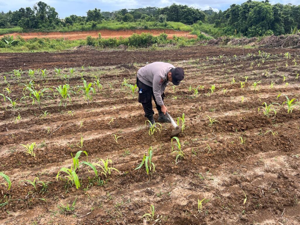 Polsek Tabang Dukung Ketahanan Pangan, Monitoring Lahan Jagung dan Dampingi Petani WhatsApp Image 2025 02 16 at 08.21.33 2451f931