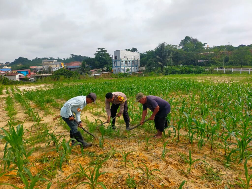 Wujudkan Program Ketahanan Pangan, Bhabinkamtibmas Simpang Tiga Polsek Samarinda Seberang Cek Lahan Jagung WhatsApp Image 2025 02 19 at 10.37.43