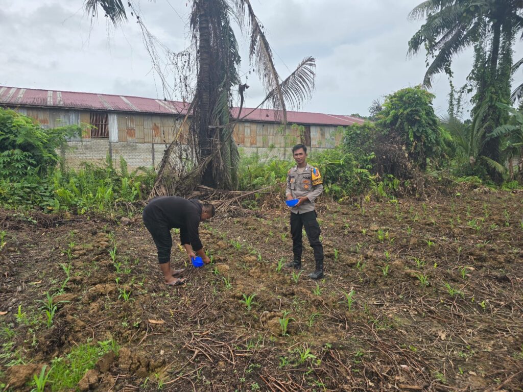 Bhabinkamtibmas Simpang Pasir Pantau Pertumbuhan Jagung untuk Dukung Ketahanan Pangan WhatsApp Image 2025 02 20 at 18.33.17 e747501e
