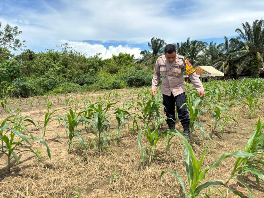 Dukung Program Swasembada Pangan, Bhabinkamtibmas Bontang Selatan Pantau Pertumbuhan Jagung di Kelompok Tani Padaidi WhatsApp Image 2025 02 26 at 11.32.43