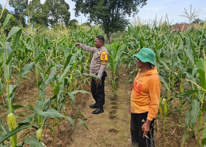 Pastikan Jagung Tumbuh Subur, Bhabinkamtibmas Kelurahan Bantuas Lakukan Pendampingan kepada Warga Binannya Guna Program Swasembada Pangan Nasional WhatsApp Image 2025 02 26 at 15.31.16