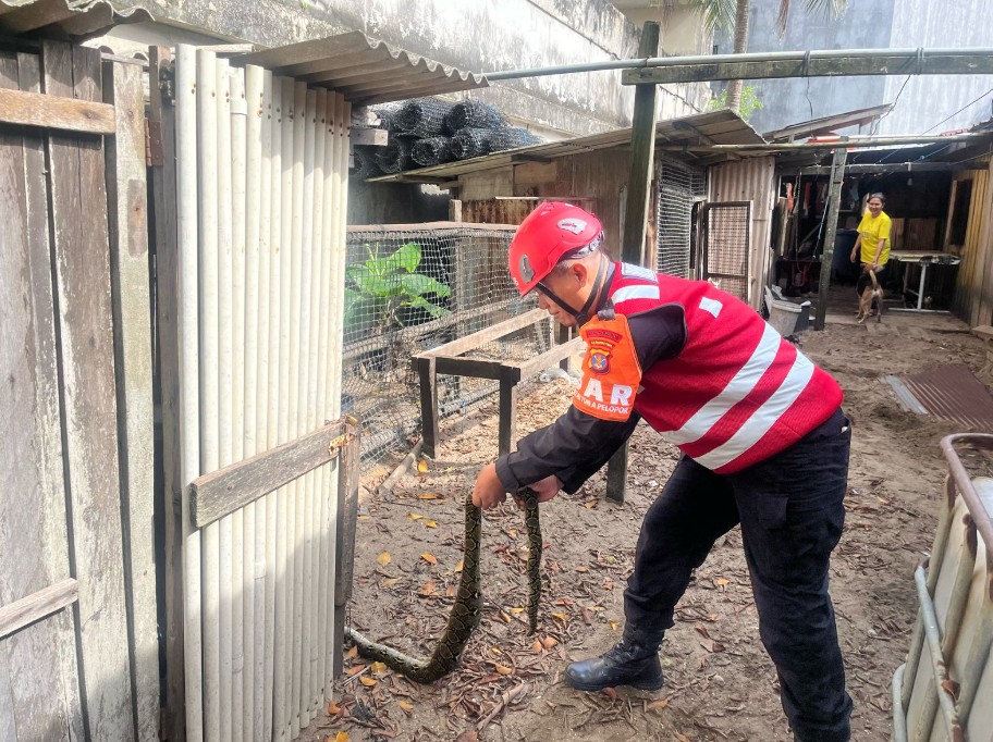 Terima Aduan Masyarakat, Tim Respons Bencana Sat Brimob Polda Kaltim Gerak Cepat Evakuasi Ular Piton di Pekarangan Rumah Warga Balikpapan brimob