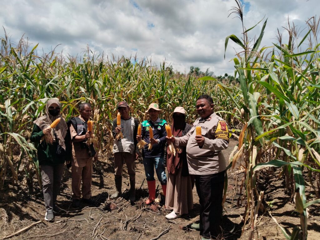 Polsek Sangatta Utara Bersama Kelompok Tani Karya Bersama Gelar Panen Jagung Pipil di Desa Singa Gembara WhatsApp Image 2025 03 08 at 14.13.48 ffcdf05e