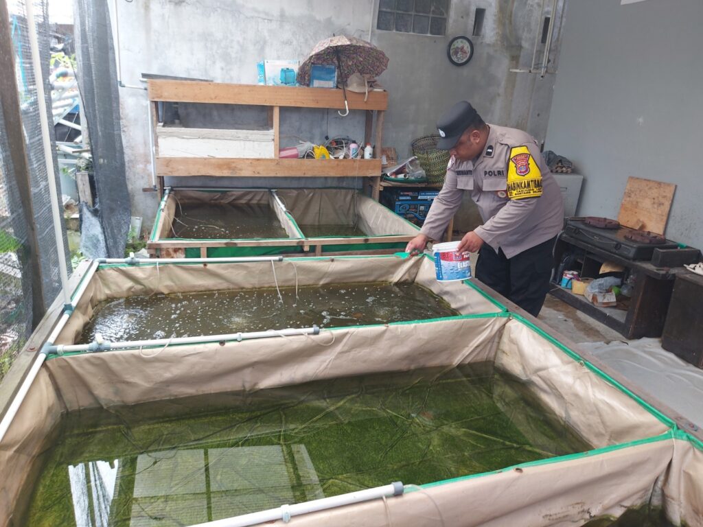 Dukung Program Kemandirian Pangan, Bhabinkamtibmas Kel.Tanjung Laut Dampingi Kelompok Tani Ikan 4 1