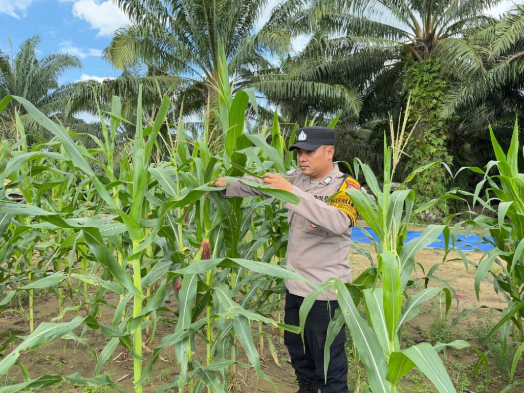Polres Bontang Pantau Pertumbuhan Jagung di Lahan Ketahanan Pangan 1 Juta Hektar WhatsApp Image 2025 04 06 at 10.51.58 d7eea764