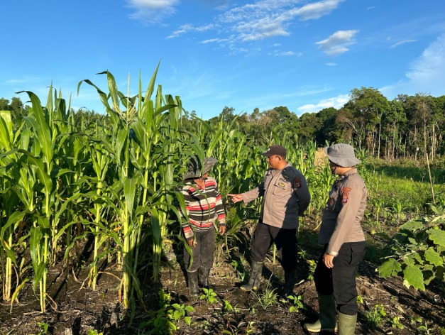 Dukung Program Asta Cita Presiden RI melalui Swasembada Pangan, Polsek Bongan Pantau Lahan Tanam Jagung milik Masyarakat WhatsApp Image 2025 04 20 at 11.24.08