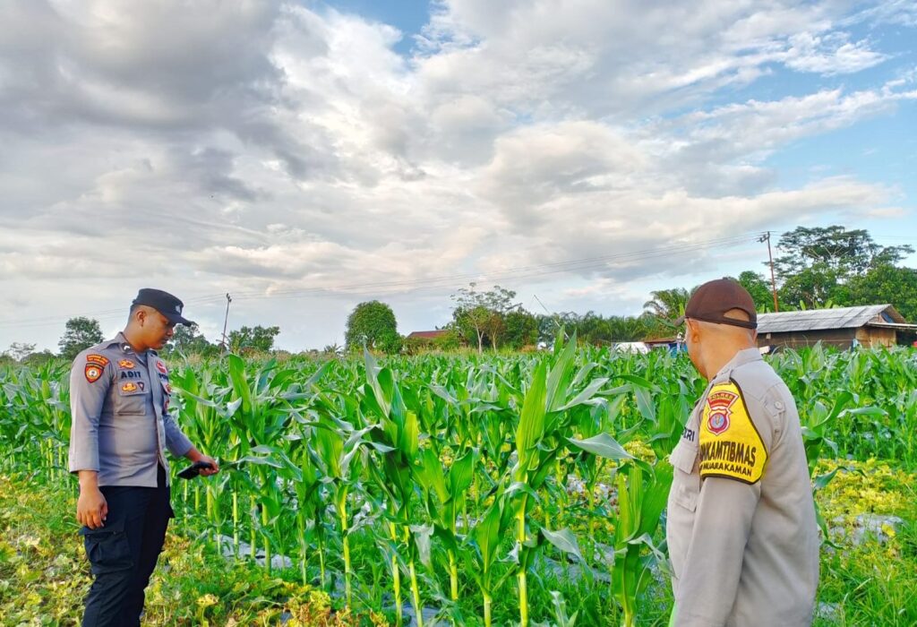 Dukung Program Asta Cita Presiden RI, Bhabinkamtibmas Muara Kaman Monitoring ke Lahan Pertanian Wilayah Binaannya kukar