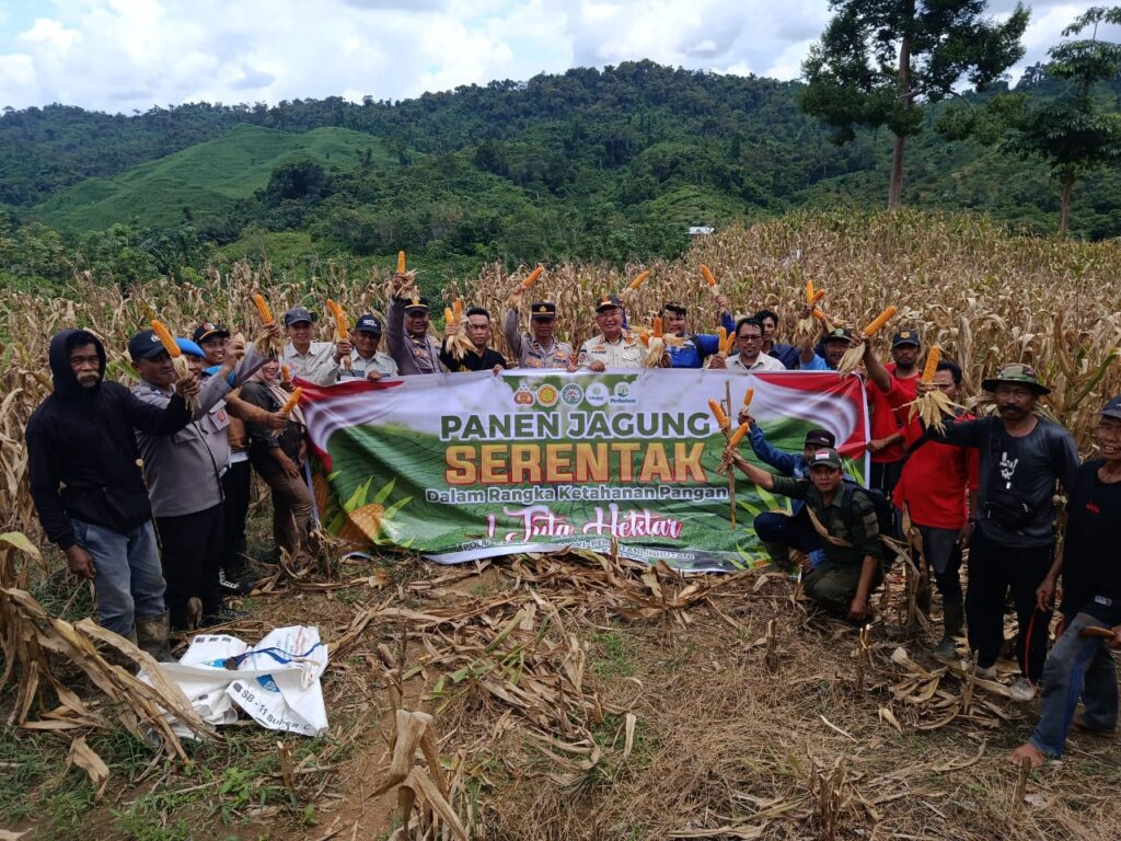 Wujudkan Swasembada Pangan, Polsek Marangkayu ikuti Panen Raya Jagung 3 2