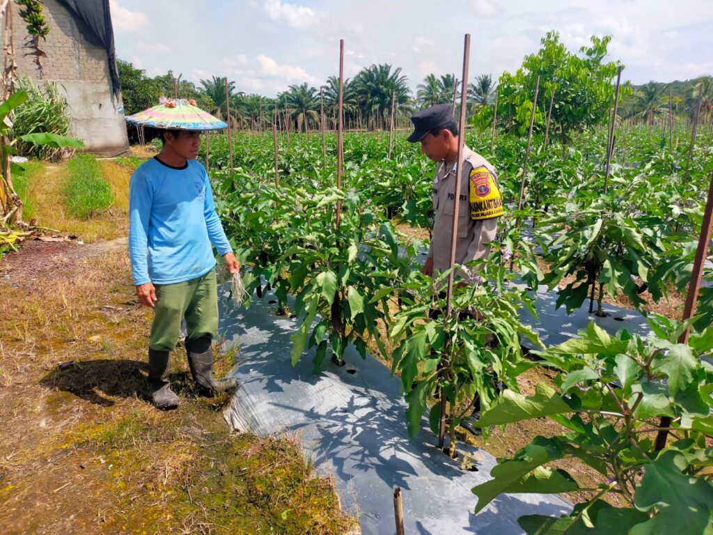 Dukung Program Swasembada Pangan, Bhabinkamtibmas Desa Panca Jaya Lakukan Pendampingan Langsung kepada Petani 8