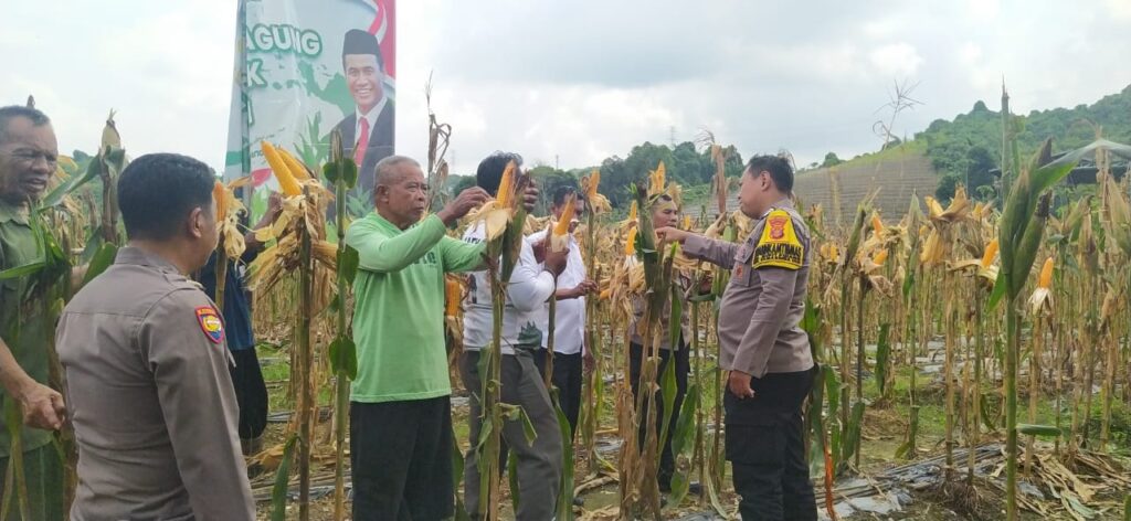 Dukung Program Swasembada Pangan, Polsek Samarinda Ulu Dampingi Kelompok Petani dalam Budidaya Jagung WhatsApp Image 2025 05 02 at 11.02.21