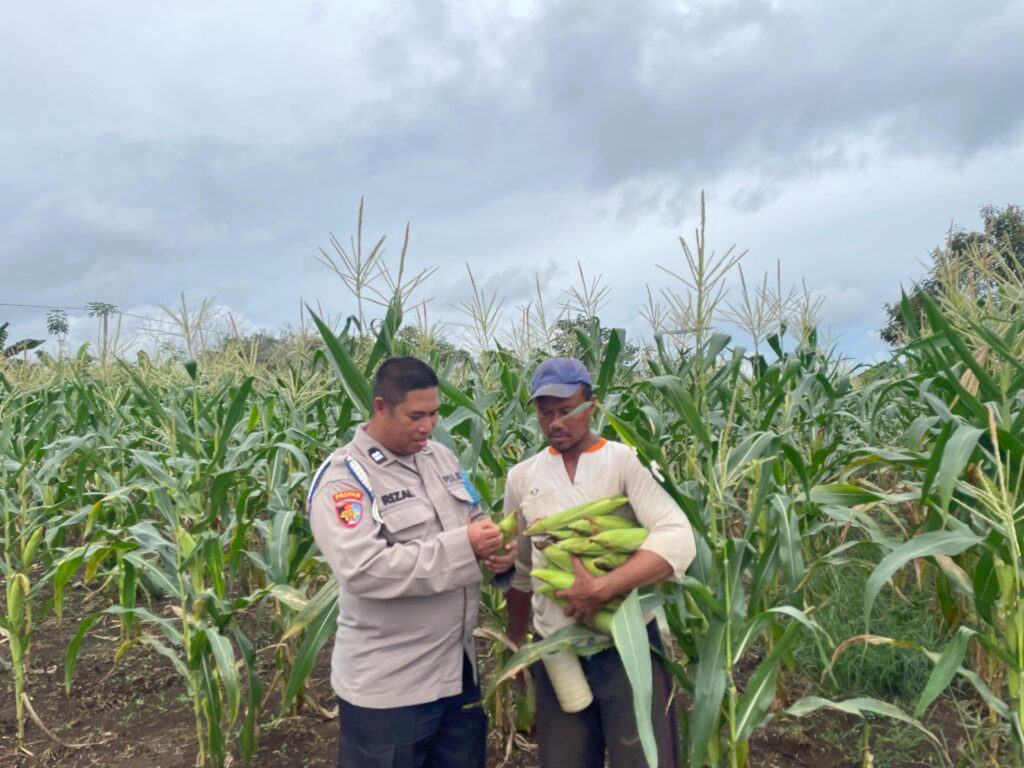 Dekatkan Diri ke Warga, Polsek Barong Tongkok Sambangi Petani Jagung di Kampung Rejo Basuki WhatsApp Image 2025 05 03 at 11.38.39 a9ecea1c