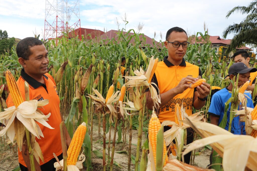 Dukung Ketahanan Pangan, Kapolres PPU Tinjau Lahan Jagung Siap Panen di Area Mapolres WhatsApp Image 2025 05 23 at 10.59.45 e1b39f70