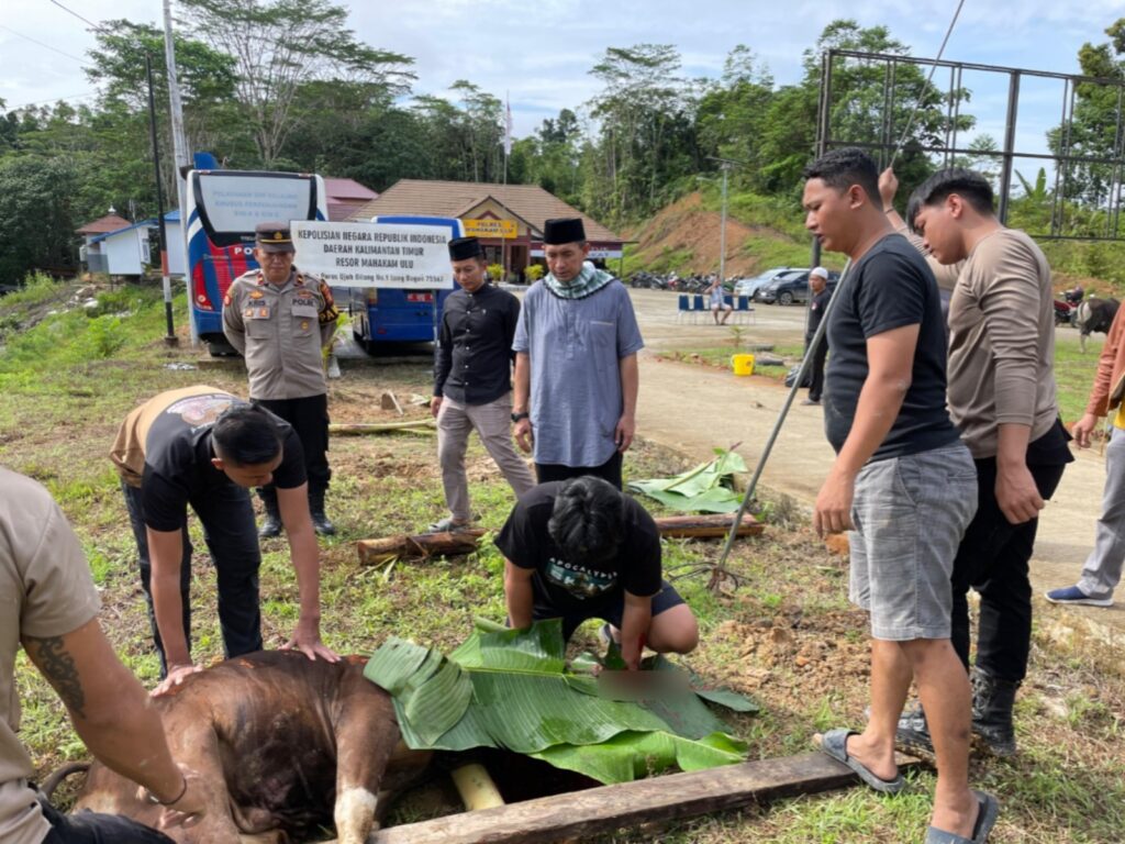 Idul Adha 1446 H, Polres Mahulu Gelar Pemotongan Hewan Qurban WhatsApp Image 2025 06 07 at 11.33.22