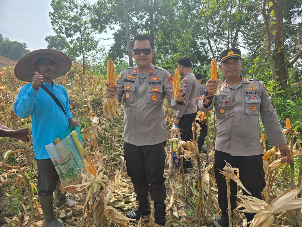 Polsek Palaran Bersama Kelompok Tani Gelar Panen Jagung Pipil, Dukung Ketahanan Pangan di Simpang Pasir WhatsApp Image 2025 06 12 at 14.33.14 6e7f8c5a