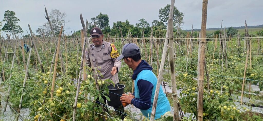 Bhabinkamtibmas Polsek Muara Kaman Aktif Jalin Kemitraan dengan Petani, Wujudkan Ketahanan Pangan Berkelanjutan WhatsApp Image 2025 06 28 at 13.36.19 b70f4029