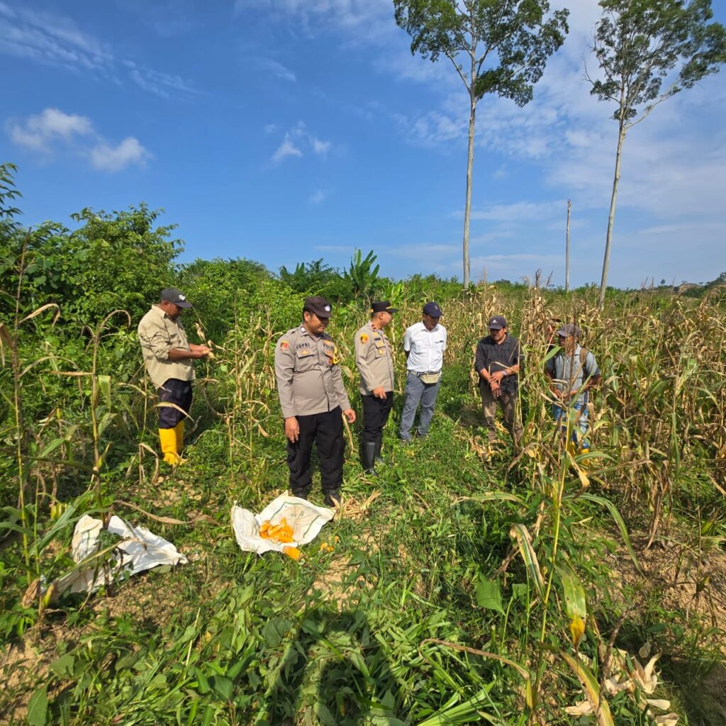 Perkuat Ketahanan Pangan, Polsek Siluq Ngurai Dampingi Petani dalam Panen Perdana Padi di Lahan PT. Agri Mandiri Sejahtera WhatsApp Image 2025 07 25 at 13.13.09