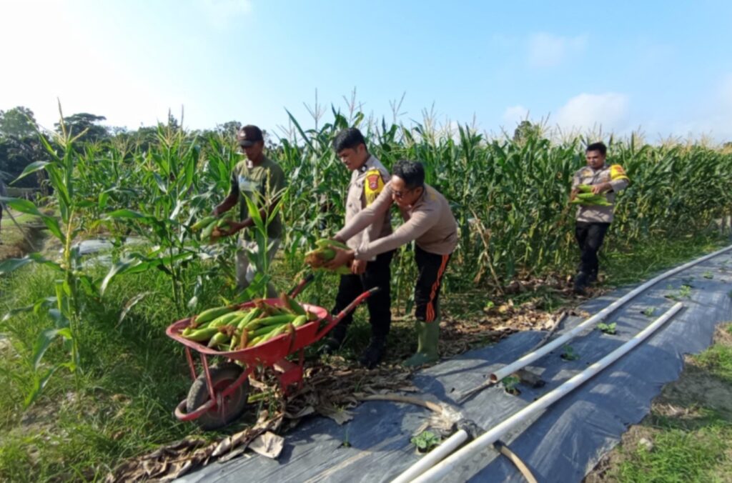 Dukung Program Swasembada Pangan, Polsek Anggana Bersama Petani Gelar Panen Raya Jagung di Handil Terusan WhatsApp Image 2025 07 28 at 11.28.59