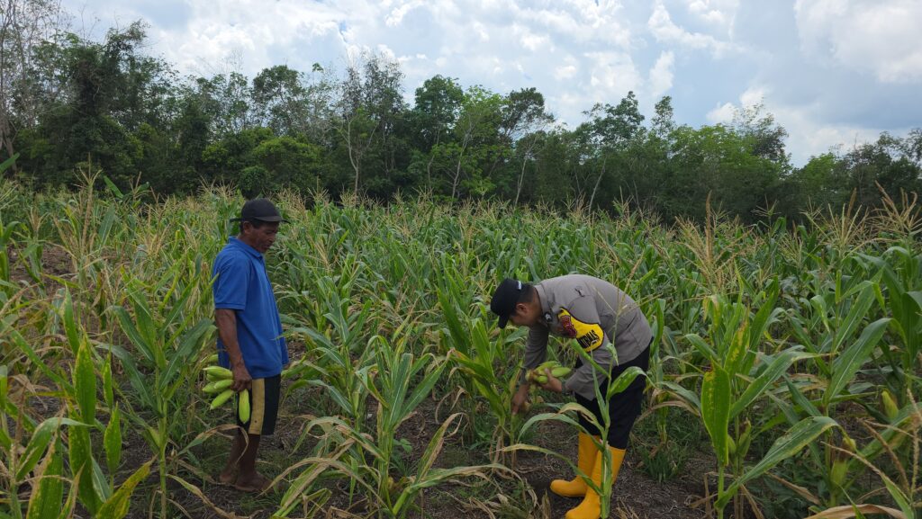 Polsek Melak Dukung Ketahanan Pangan, Dampingi Panen Jagung Manis di Sekolaq Muliaq WhatsApp Image 2025 08 03 at 08.28.40 4923fab6