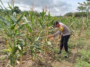 Dukung Ketahanan Pangan Nasional, Polsek Muara Komam Tinjau Kesiapan Lahan Panen Jagung WhatsApp Image 2025 11 05 at 09.25.20 300x225 1