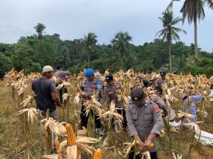 Polsek Palaran Panen Jagung Bersama Petani Wonomulyo, Wujud Dukung Program Ketahanan Pangan Nasional WhatsApp Image 2025 11 05 at 09.28.55 300x225 1