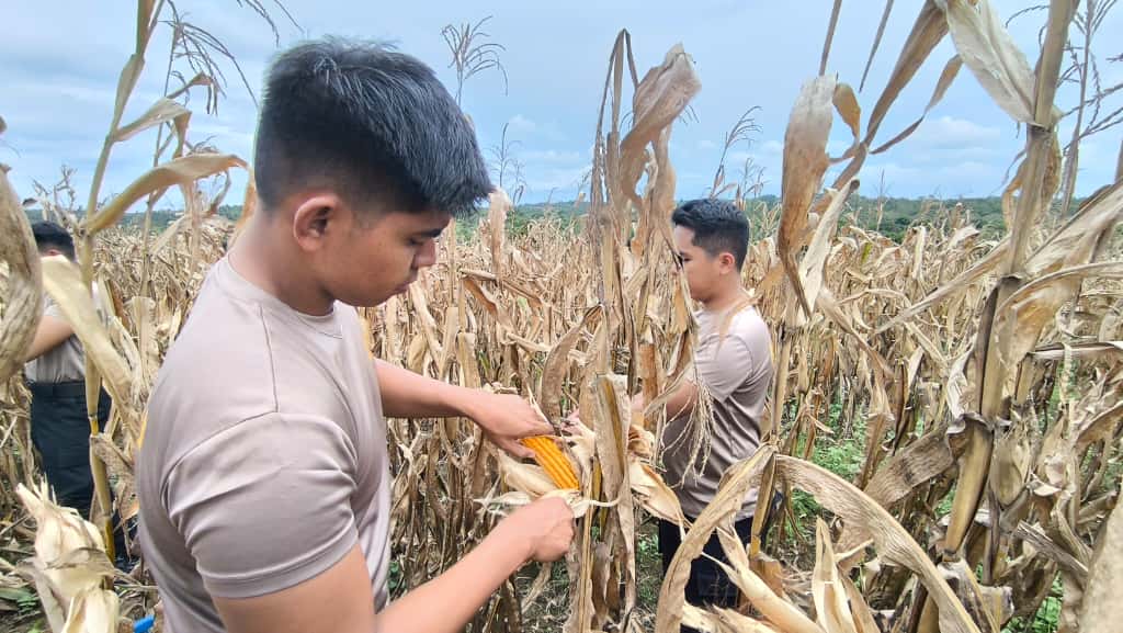 Sat Samapta Polres PPU Terjun Langsung Bantu Panen Jagung, Wujud Dukungan Ketahanan Pangan di Penajam WhatsApp Image 2025 11 11 at 11.01.30