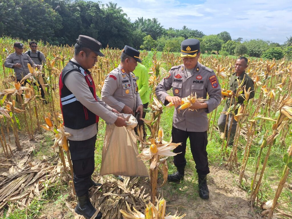 Polres PPU Bersama Polsek Babulu dan UPT Balai Benih Gelar Panen Jagung untuk Perkuat Ketahanan Pangan ppu