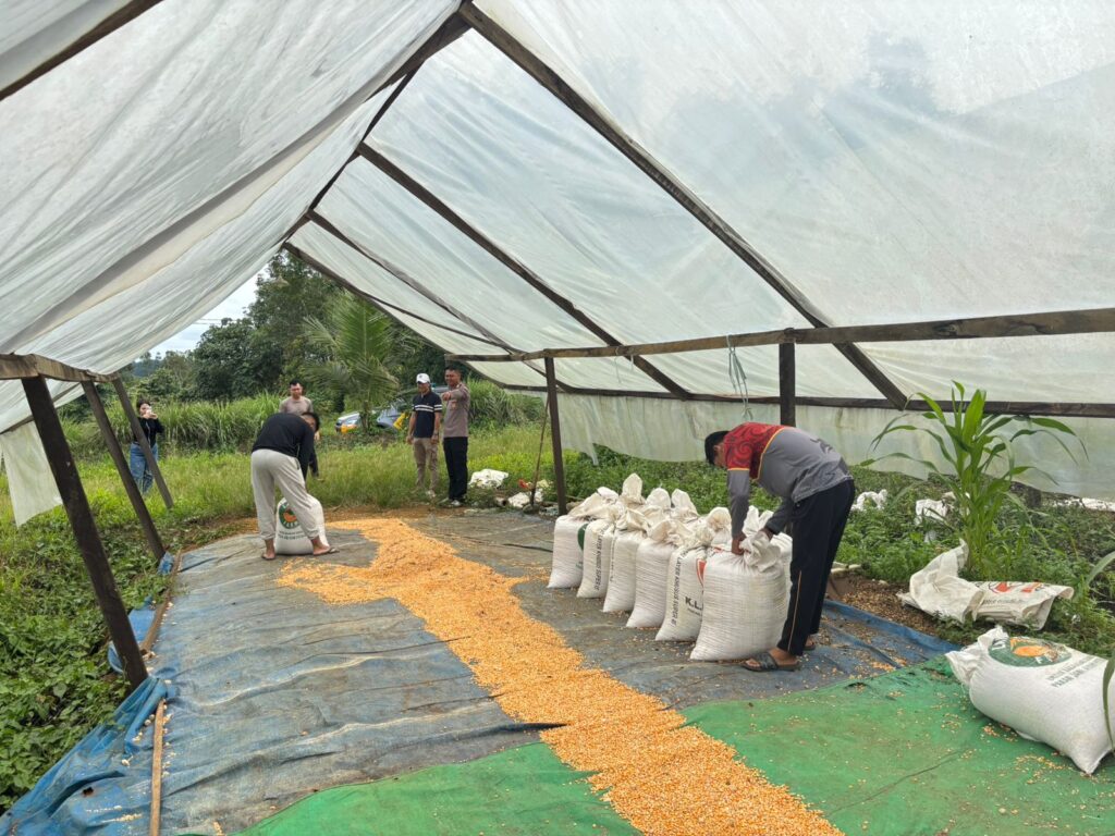 Dukung Program Ketahanan Pangan, Personel Polres Kubar Lakukan Proses Penjemuran Jagung WhatsApp Image 2026 02 21 at 11.21.31