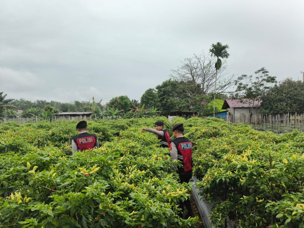 Sat Samapta Polres Kubar Sambangi Kebun Masyarakat, Perkuat Kamtibmas dan Rasa Aman Petani WhatsApp Image 2026 02 24 at 10.18.40 1