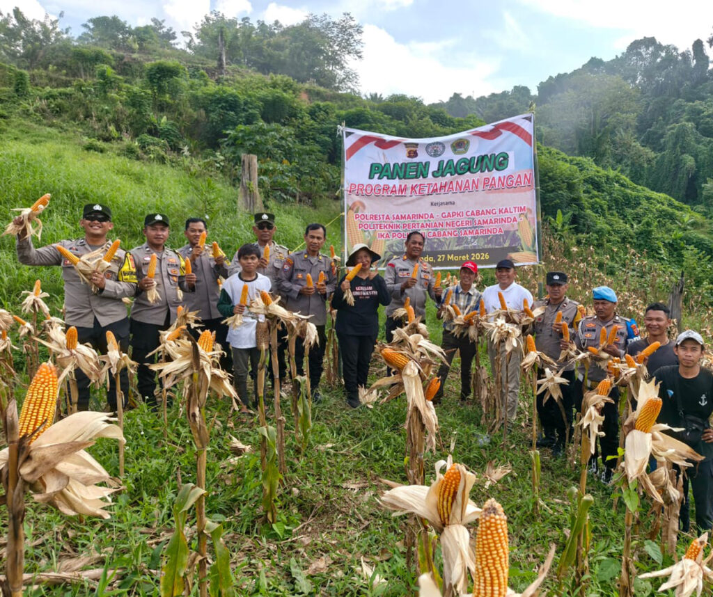 Sinergi Polri dan Petani, Panen Jagung Dukung Ketahanan Pangan di Samarinda Seberang smd