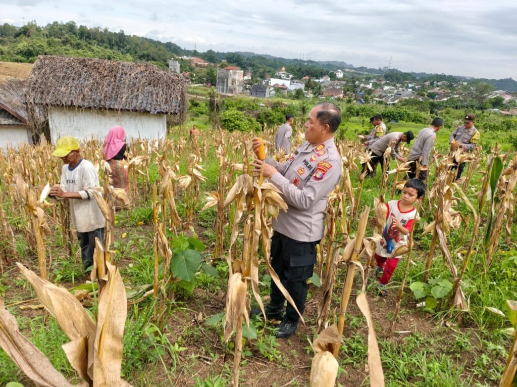 Dukung Program Ketahanan Pangan, Polsek Samarinda Seberang bersama Kelompok Tani Gelar Panen Jagung Triwulan I WhatsApp Image 2026 04 01 at 08.35.46