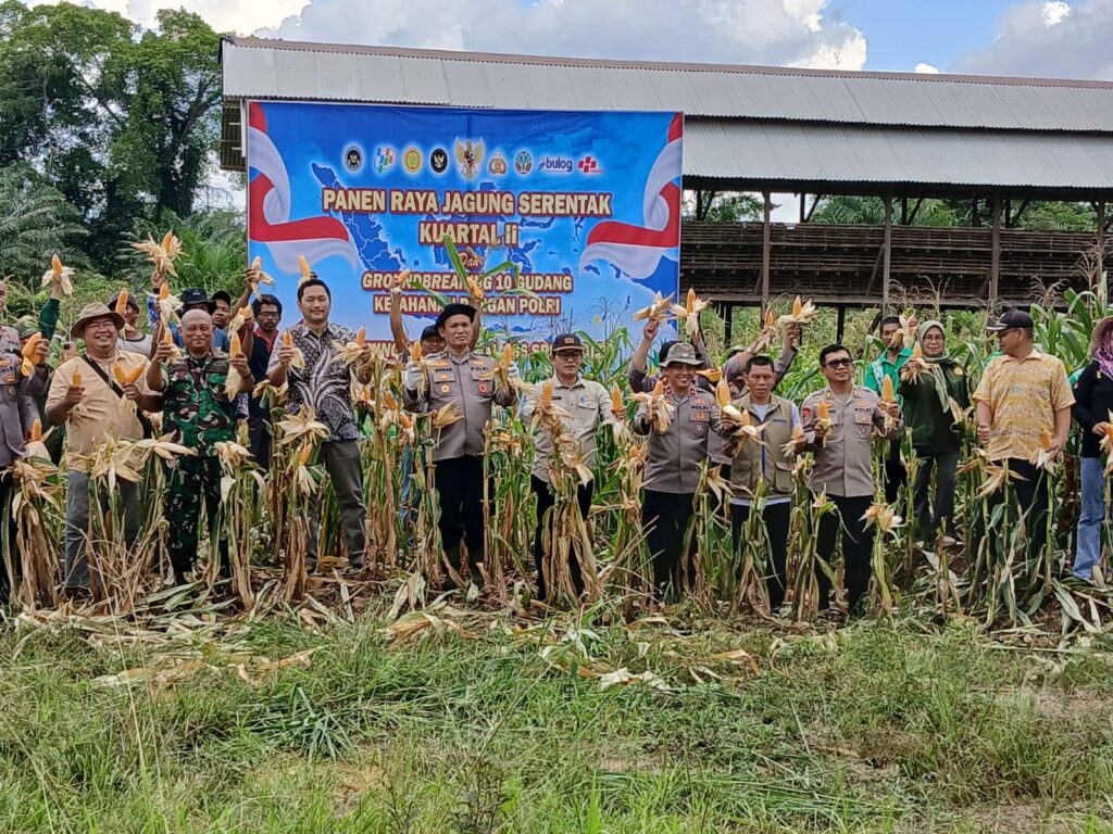 Polsek Sambaliung Gelar Panen Jagung Serentak, Dukung Program Ketahanan Pangan Nasional berau 1