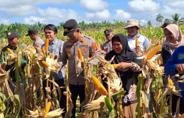 Dukung Ketahanan Pangan Nasional, Polsek Teluk Bayur Gelar Panen Jagung di Tumbit Melayu image 14
