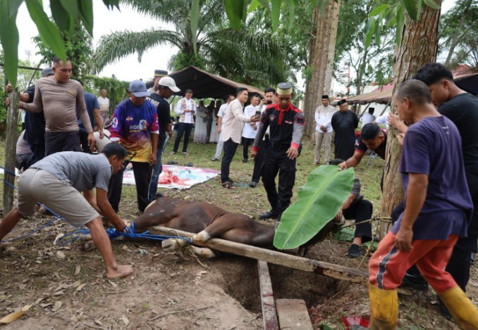 Momentum Idul Adha 1447 H, Polres PPU Gelar Penyembelihan Hewan Kurban untuk Disalurkan langsung kepada Masyarakat image 5 3