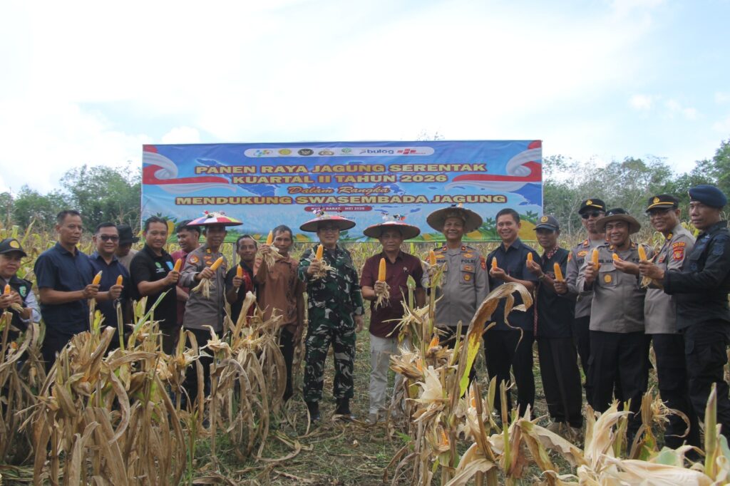 Polres Kubar dan Pemkab Gelar Panen Jagung Serentak untuk Perkuat Ketahanan Pangan kubar 4