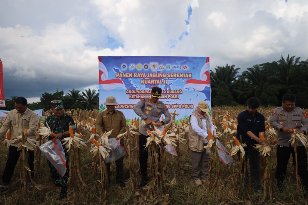 Panen Raya Jagung di Babulu, Polres PPU Perkuat Dukungan terhadap Ketahanan Pangan ppu 1